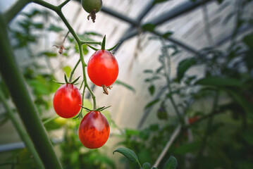 Cherry tomatoes growing on vine. Red tomatoes in greenhouse close up. Growing tomatoes in greenhouse, home gardening. Ripening tomatoes, healthy vegetables.