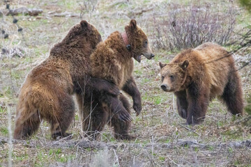 Fototapeta na wymiar Wild grizzly bear cubs of the famous 