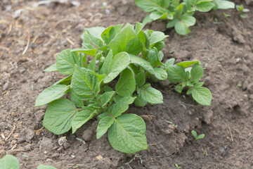 Close up shot of potatoes growing healtly in the garden. Concept of growing potatoes