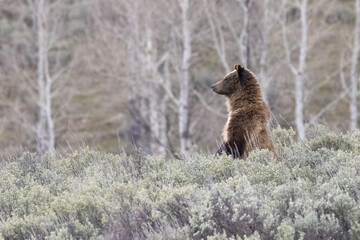 Wild grizzly bear cub of the famous 'Grizzly Bear 399' grazing in a field in Grand Teton National Park in Wyoming. © Patrick