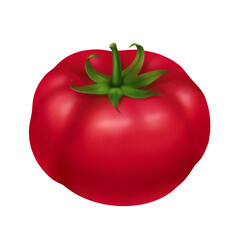 Red pink tomato, fleshy tomato hand-drawn realistic illustration, side view, isolated on a white background, 3d illustration, vegetarian vegetable. For printing in menus and promotional products.
