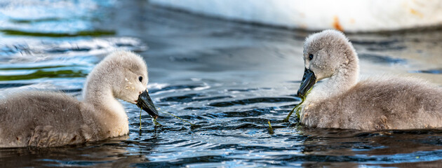 Die jungen Schwäne sind auf ihrem ersten Ausflug.