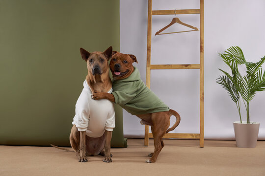 two dogs in hoodies. Pet in clothes, showroom. Thai Ridgeback and Staffordshire bull terrier indoors