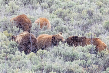 Wild grizzly bear cub of the famous 'Grizzly Bear 399' grazing in a field in Grand Teton National Park in Wyoming.