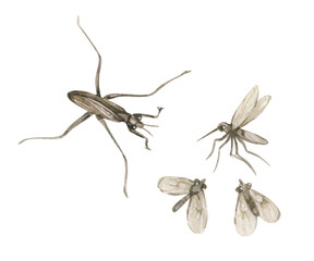 Watercolor vintage illustration with water strider, mosquito and midge isolated on white. Swamp collection. - obrazy, fototapety, plakaty