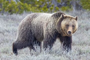 Fototapeta na wymiar A wild grizzly bear known as 'Fritter' grazing in a field in Grand Teton National Park in Wyoming.
