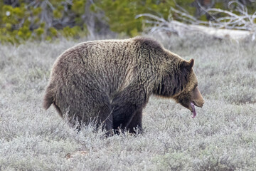 A wild grizzly bear known as 'Fritter' grazing in a field in Grand Teton National Park in Wyoming.