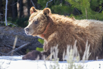 Wild grizzly bear cub of the famous 'Grizzly Bear 399' grazing in a field in Grand Teton National Park in Wyoming.