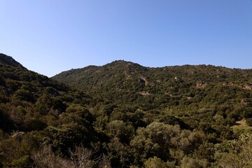 landscape with trees and sky on corsica