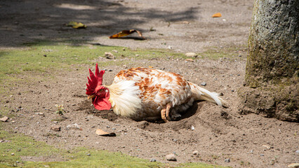 rooster taking a dust bath