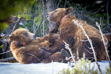 Wild grizzly bear cubs of the famous 