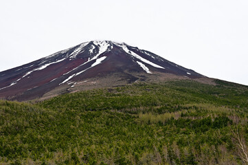 Fototapeta premium 富士山 奥庭自然公園
