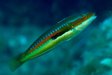 green red and blue stripped fish in the Mediterranean Sea of the cost of Corsica