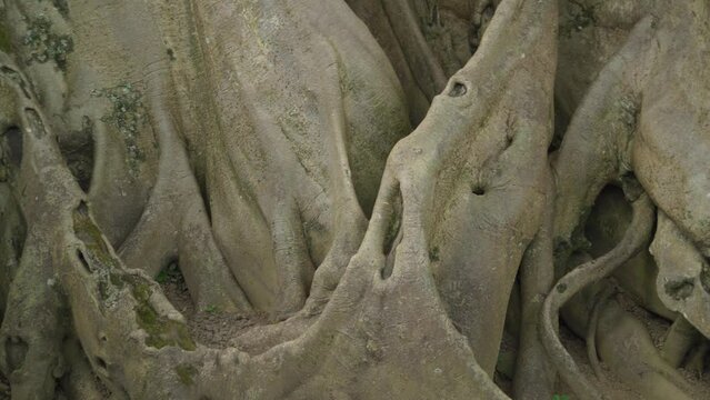Bayan Banyan Ancient Giant Tree - The Oldest and Biggest Trees in Bali