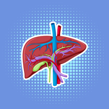 Human internal organ with liver