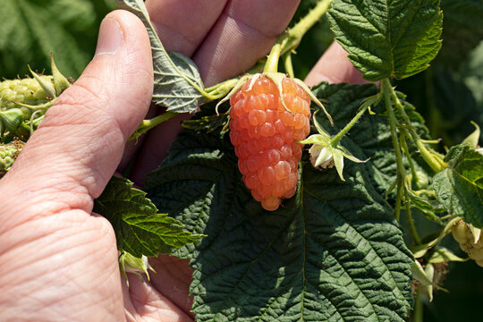 Large ripe orange raspberry berry on branch on man hand on natural background.