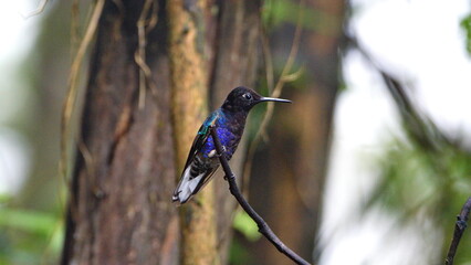 Velvet Purple Coronet (Boissonneaua jardini) hummingbird perched on a twig in Mindo, Ecuador