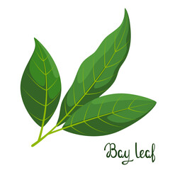 Bay leaves on a white background. Herbs.
