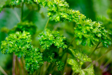 Fototapeta na wymiar curly parsley close up. parsley with water drops on a leaf. useful plant. Horizontal image.