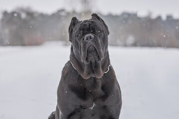 Portrait of a black Cane Corso dog breed in snowfall 