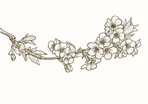 Cherry blossom flowers drawing line art. Vector illustration sketch of sakura flowers