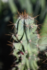 Overhead view of a circular green spiny cactus in a square black flowerpot isolated on white 