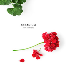 Red geranium flowers and leaves creative layout - obrazy, fototapety, plakaty