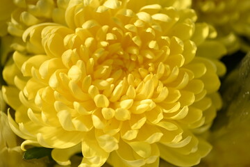 Chrysanthemum indicum. Yellow flower of Chrysanthemum. "Chrysanthemum indicum Linn." (Dendranthemum grandifflora.)