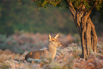 Young red deer in the warm morning light in London