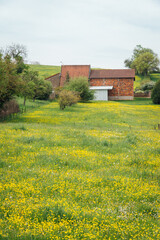 Une prairie fleurie de fleurs jaunes durant le printemps et une ferme de briques. Un paysage de campagne française.