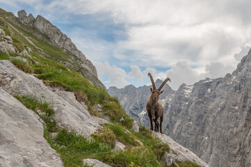 Summer in the Julian Alps mountain landscape
