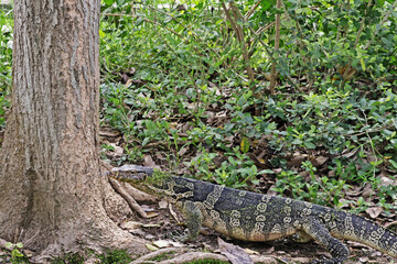 The varanus  on the ground