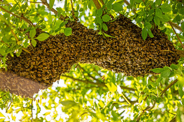drone bee swarm flew out with a queen and stuck around a tree branch on a sunny day, Apitherapy,...