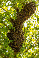 huge honey bee drone swarm flew out and stuck around the tree branches, view from below against the...