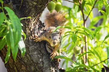 Plexiglas foto achterwand Schattige kleine Oost-vos eekhoorn (Sciurus niger) gluren uit de takken van de perzikboom. © leekris