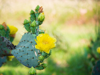 Beautiful yellow blossom of Prickly Pear Cactus flower (Opuntia humifusa) in Texas spring. Cactus fruits and pad with spines. Copy space. © leekris