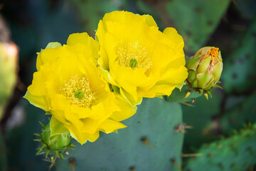 Beautiful yellow blossoms of Prickly Pear Cactus flower (Opuntia humifusa) in Texas spring. Closeup. - 505348842