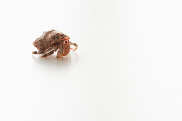 Hermit crab or paguroids with white background and out of focus.