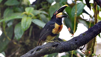 Pale-mandibled aracari (Pteroglossus erythropygius) perched in a tree in Mindo, Ecuador