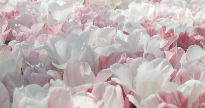 Beautiful pink flowers blossom close-up background. Floral petal field of natural blooming pink and white tulips or peony buds swaying in spring wind in morning sun light. 4k footage. Gentle backdrop