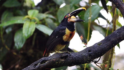 Pale-mandibled aracari (Pteroglossus erythropygius) perched in a tree in Mindo, Ecuador