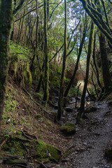 Hiking trails in deep mountain trees greens