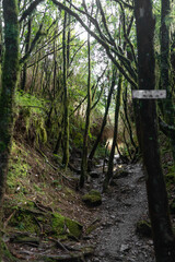 Hiking trails in deep mountain trees greens