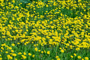 Blooming yellow dandelion flowers in meadow