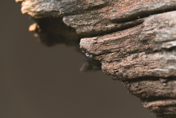 Wooden texture trees branches background