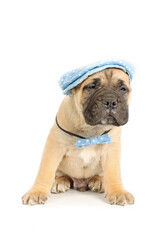 sitting puppy wearing a beret and an antique straw bow 
