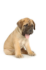 sitting puppy bullmastiff isolated on studio