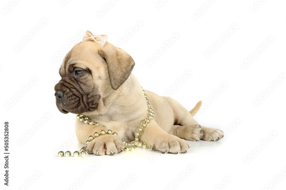 Wall mural puppy bullmastiff with isolated pearl collar on white background