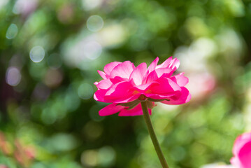 Fototapeta na wymiar ピンクの花と光る緑の背景 