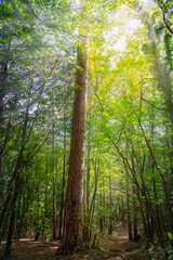 adult tree among young growth in the forest lit by the sun, blurred image